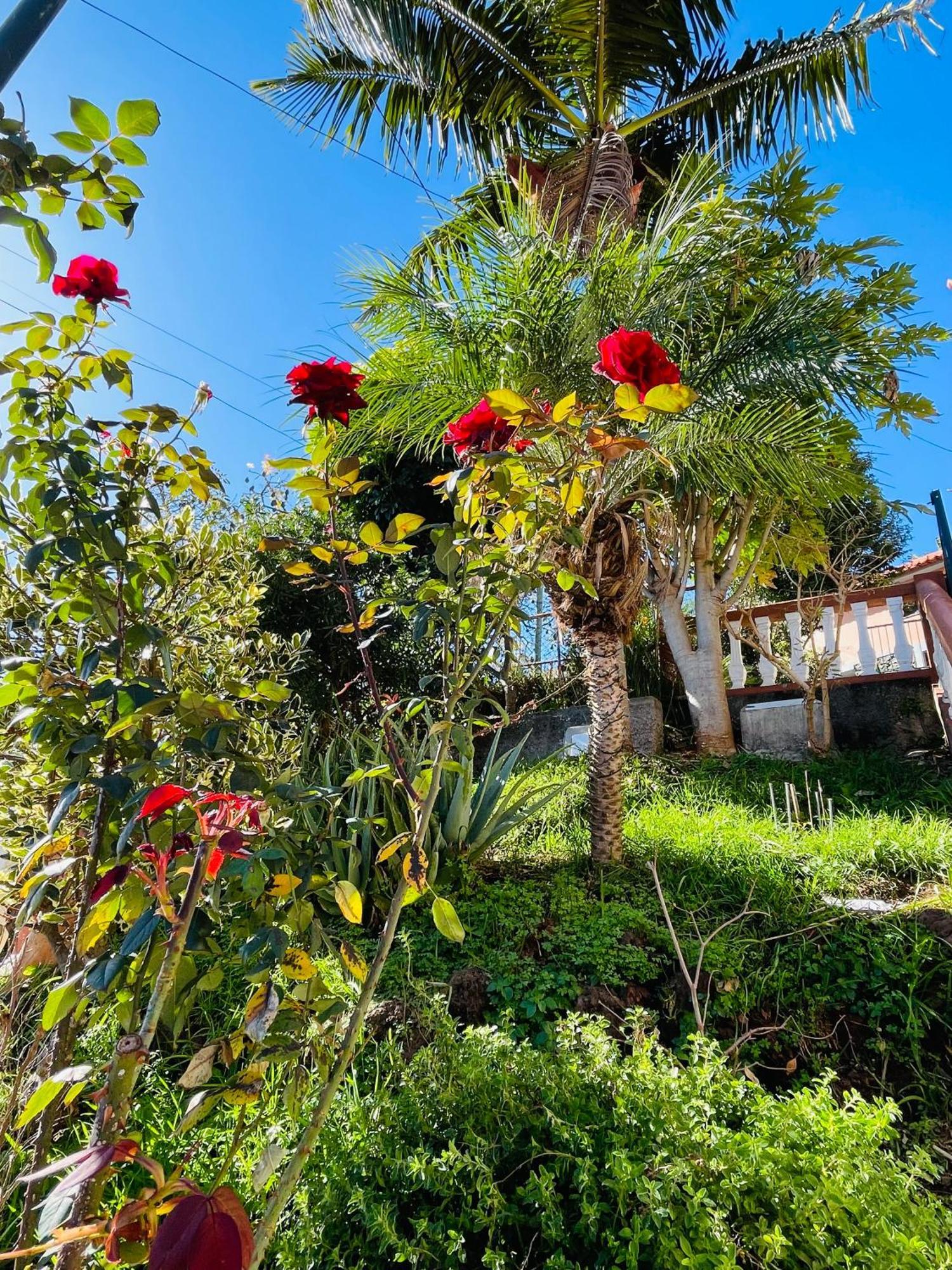 Cozy House Hotell Funchal  Eksteriør bilde